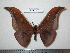  ( - barcode SNB 0068)  @14 [ ] Copyright (2010) Unspecified Research Collection of Stefan Naumann
