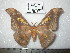  ( - barcode SNB 0124)  @13 [ ] Copyright (2010) Unspecified Research Collection of Stefan Naumann