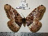  (Dactyloceras sp. 4 - barcode SNB 201)  @13 [ ] Copyright (2010) Unspecified Research Collection of Stefan Naumann