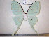  (Actias ningpoana ningtaiwana - barcode SNB 884)  @14 [ ] Copyright (2010) Unspecified Research Collection of Stefan Naumann