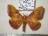  ( - barcode SNB 1152)  @13 [ ] Copyright (2010) Unspecified Research Collection of Stefan Naumann