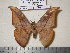  (Solus parvifenestrata gabaidanus - barcode SNB 1367)  @14 [ ] Copyright (2010) Unspecified Research Collection of Stefan Naumann
