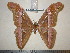  (Samia naessigi - barcode SNB 1528)  @15 [ ] Copyright (2010) Unspecified Research Collection of Stefan Naumann