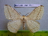  (Eupterote sp - barcode SNB 2555)  @15 [ ] Copyright (2010) Stefan Naumann Research Collection of Stefan Naumann