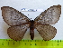  (Lasiomorpha - barcode SNB 2557)  @13 [ ] Copyright (2010) Stefan Naumann Research Collection of Stefan Naumann