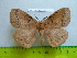  (Dreata sp - barcode SNB 2956)  @13 [ ] Copyright (2010) Stefan Naumann Research Collection of Stefan Naumann