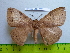  ( - barcode SNB 2957)  @12 [ ] Copyright (2010) Stefan Naumann Research Collection of Stefan Naumann