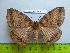  ( - barcode SNB 2958)  @12 [ ] Copyright (2010) Stefan Naumann Research Collection of Stefan Naumann