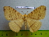  (Eupterote kageri - barcode SNB 3021)  @13 [ ] Copyright (2010) Stefan Naumann Research Collection of Stefan Naumann
