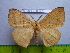  (Eupterote discrepans - barcode SNB 3073)  @14 [ ] Copyright (2010) Stefan Naumann Research Collection of Stefan Naumann