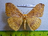  (Eupterote multiarcuata - barcode SNB 3128)  @13 [ ] Copyright (2010) Stefan Naumann Research Collection of Stefan Naumann