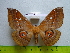 (Salassa lola - barcode SNB 3335)  @14 [ ] Copyright (2012) Stefan Naumann Research Collection of Stefan Naumann