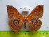  ( - barcode SNB 3336)  @14 [ ] Copyright (2012) Stefan Naumann Research Collection of Stefan Naumann