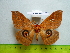  ( - barcode SNB 3338)  @14 [ ] Copyright (2012) Stefan Naumann Research Collection of Stefan Naumann