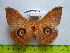  ( - barcode SNB 3340)  @14 [ ] Copyright (2012) Stefan Naumann Research Collection of Stefan Naumann
