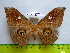  ( - barcode SNB 3345)  @12 [ ] Copyright (2012) Stefan Naumann Research Collection of Stefan Naumann