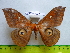  ( - barcode SNB 3346)  @12 [ ] Copyright (2012) Stefan Naumann Research Collection of Stefan Naumann