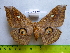  ( - barcode SNB 3350)  @12 [ ] Copyright (2012) Stefan Naumann Research Collection of Stefan Naumann