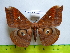  ( - barcode SNB 3352)  @14 [ ] Copyright (2012) Stefan Naumann Research Collection of Stefan Naumann