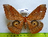  ( - barcode SNB 3358)  @13 [ ] Copyright (2012) Stefan Naumann Research Collection of Stefan Naumann