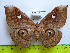  ( - barcode SNB 3362)  @14 [ ] Copyright (2012) Stefan Naumann Research Collection of Stefan Naumann