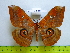  ( - barcode SNB 3368)  @14 [ ] Copyright (2012) Stefan Naumann Research Collection of Stefan Naumann