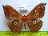  ( - barcode SNB 3376)  @14 [ ] Copyright (2012) Stefan Naumann Research Collection of Stefan Naumann