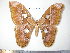  (Rothschildia anikae - barcode SNB 4242)  @15 [ ] Copyright (2012) Stefan Naumann Research Collection of Stefan Naumann