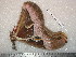  ( - barcode SNB 5164)  @11 [ ] Copyright (2010) Stefan Naumann Research Collection of Stefan Naumann