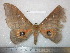  ( - barcode SNB 5233)  @13 [ ] Copyright (2013) Stefan Naumann Research Collection of Stefan Naumann