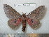  (Syssphinx hectori - barcode SNB 5254)  @13 [ ] Copyright (2013) Stefan Naumann Research Collection of Stefan Naumann