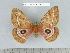  (Gonimbrasia birbiri - barcode SNB 5261)  @14 [ ] Copyright (2013) Stefan Naumann Research Collection of Stefan Naumann