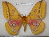  (Gonimbrasia anna allardi - barcode SNB 5309)  @15 [ ] Copyright (2013) Stefan Naumann Research Collection of Stefan Naumann