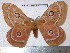 (Bunaeopsis vau - barcode SNB 5707)  @11 [ ] Copyright (2015) Stefan Naumann Research Collection of Stefan Naumann