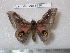  (Ludia hansalii hansalii - barcode SNB 5746)  @14 [ ] Copyright (2015) Stefan Naumann Research Collection of Stefan Naumann