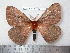  (Cerodirphia harrisoides - barcode SNB 6755)  @11 [ ] copyright (2020) Stefan Naumann private