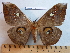  ( - barcode SNB 3881)  @15 [ ] Copyright (2013) Stefan Naumann Research Collection of Stefan Naumann