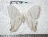  (Therinia transversaria - barcode SNB 4679)  @13 [ ] Copyright (2012) Stefan Naumann Research Collection of Stefan Naumann