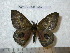  ( - barcode SNB 4929)  @13 [ ] Copyright (2012) Stefan Naumann Research Collection of Stefan Naumann