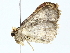  ( - BIOUG85243-D10)  @11 [ ] CreativeCommons - Attribution (2022) CBG Photography Group Centre for Biodiversity Genomics