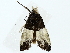  ( - BIOUG85244-B11)  @11 [ ] CreativeCommons - Attribution (2022) CBG Photography Group Centre for Biodiversity Genomics
