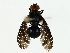  (Peltacanthina - BIOUG85244-D02)  @11 [ ] CreativeCommons - Attribution (2022) CBG Photography Group Centre for Biodiversity Genomics