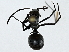  ( - BIOUG91377-G11)  @11 [ ] CreativeCommons - Attribution (2022) CBG Photography Group Centre for Biodiversity Genomics