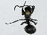  ( - BIOUG91377-G12)  @11 [ ] CreativeCommons - Attribution (2022) CBG Photography Group Centre for Biodiversity Genomics