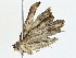  ( - BIOUG91378-A03)  @11 [ ] CreativeCommons - Attribution (2022) CBG Photography Group Centre for Biodiversity Genomics