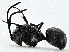  ( - BIOUG91378-D07)  @11 [ ] CreativeCommons - Attribution (2022) CBG Photography Group Centre for Biodiversity Genomics