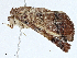  ( - BIOUG99482-E04)  @11 [ ] CreativeCommons - Attribution (2023) CBG Photography Group Centre for Biodiversity Genomics