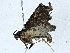  ( - BIOUG99482-E11)  @11 [ ] CreativeCommons - Attribution (2023) CBG Photography Group Centre for Biodiversity Genomics