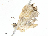  ( - CBG-A02885-H03)  @11 [ ] CreativeCommons - Attribution (2023) CBG Photography Group Centre for Biodiversity Genomics