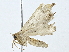  ( - BIOUG85488-A09)  @11 [ ] CreativeCommons - Attribution (2022) CBG Photography Group Centre for Biodiversity Genomics